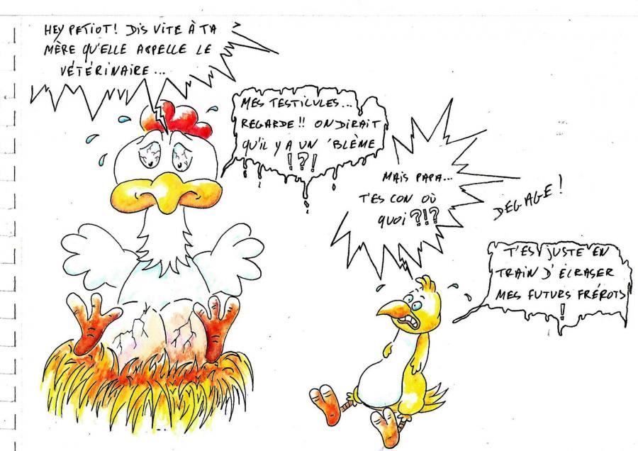 Coq coul